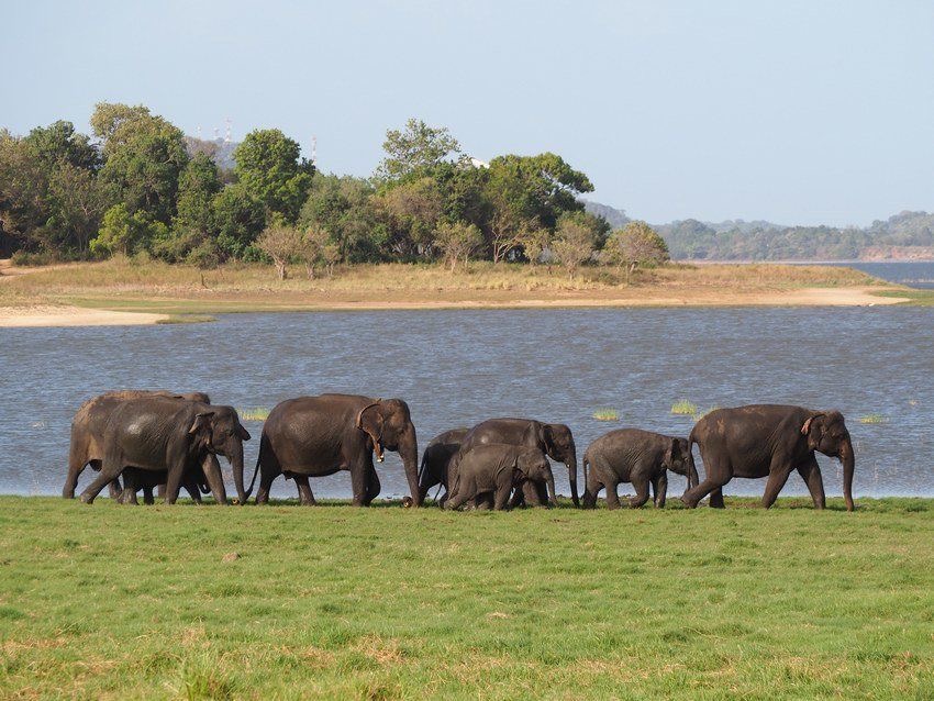 Minneriya National Park - Seasonal Elephant Gathering