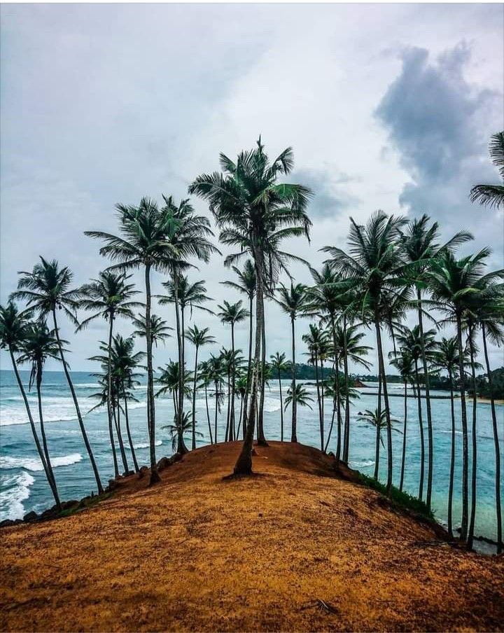 Mirissa - Whale Watching & Beach Life