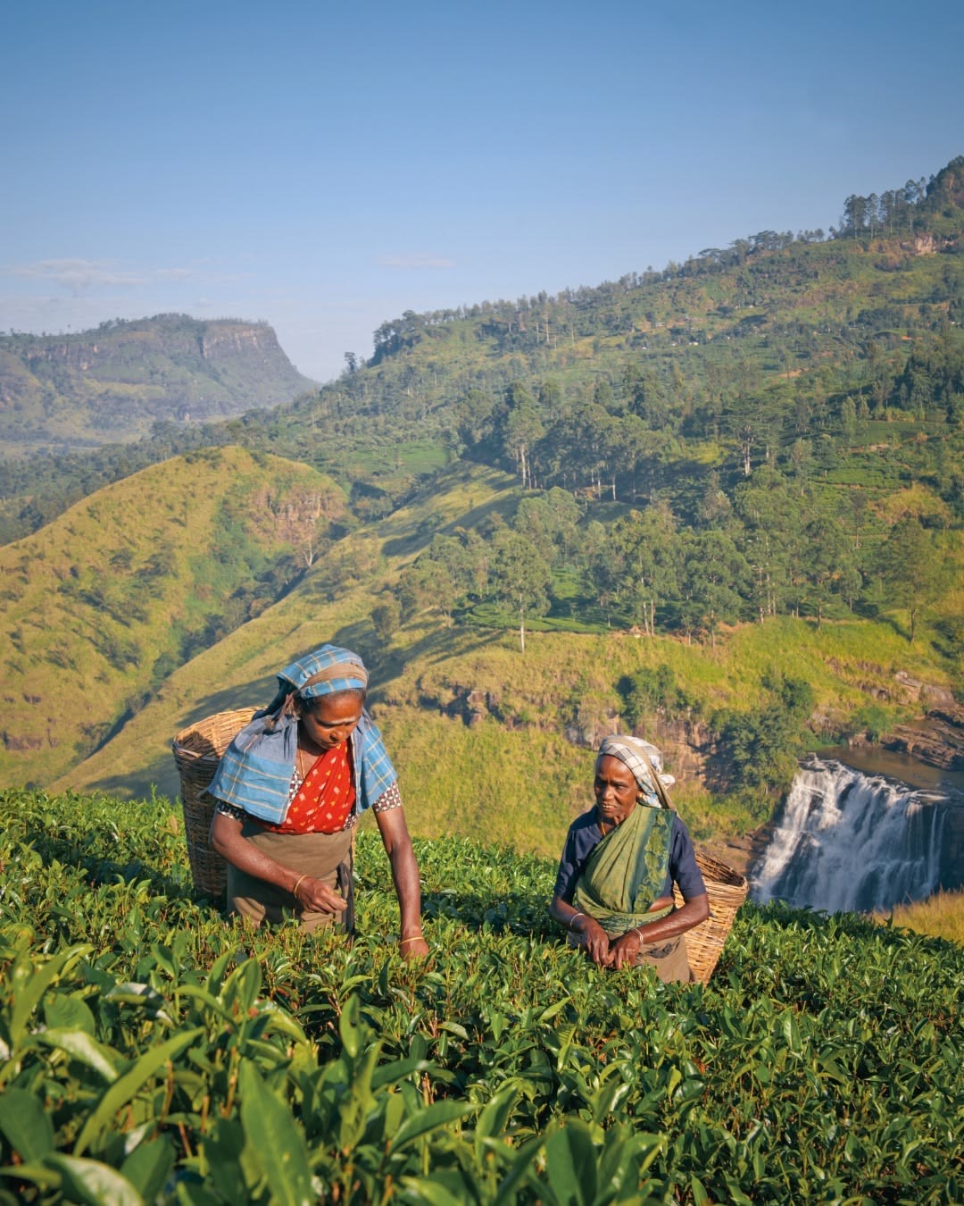 Nuwara Eliya - Tea Estates & Colonial Charm