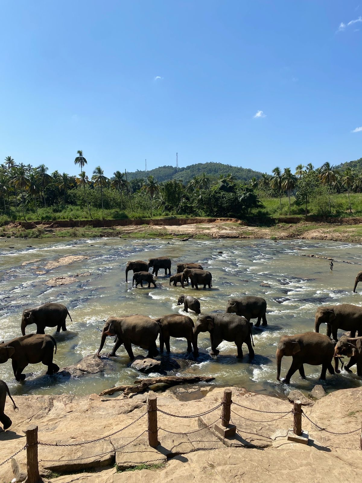 Pinnawala - Elephant Orphanage