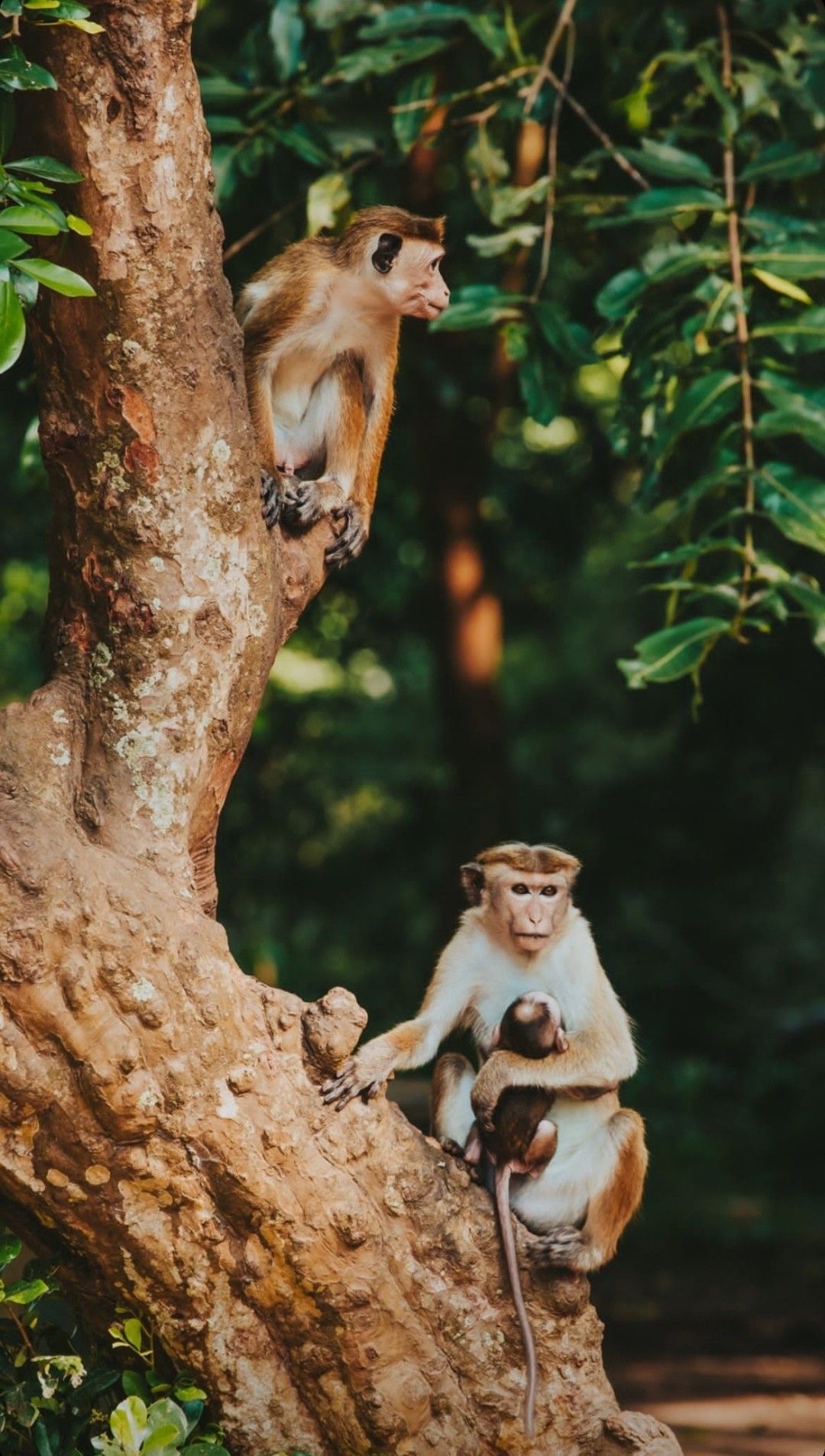 Udawalawe National Park - Elephant Encounters