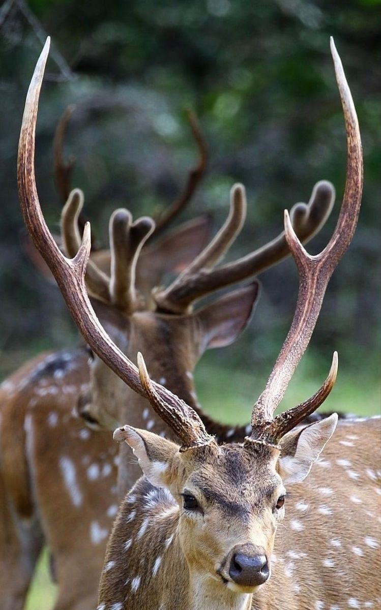 Wilpattu National Park - Quiet Wilderness Safari