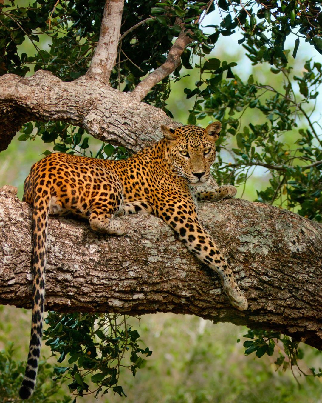 Yala National Park - Leopards & Diverse Wildlife Safari